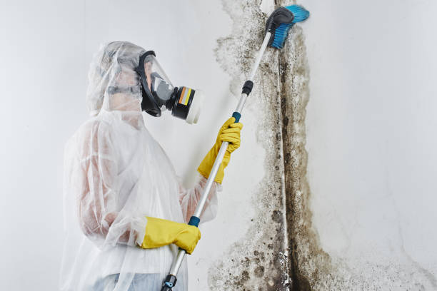 Best Mold Testing and Removal  in Pascoag, RI