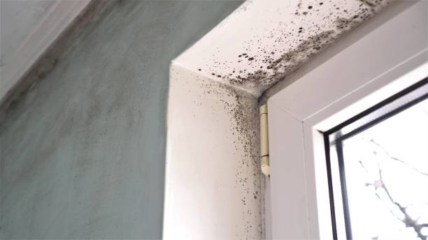 Best Professional Mold Removal  in Pascoag, RI