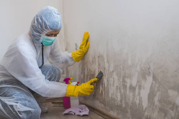 Pascoag, RI Mold Removal Company