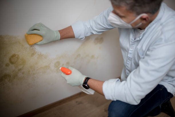 Best Mold Removal Company Near Me  in Pascoag, RI