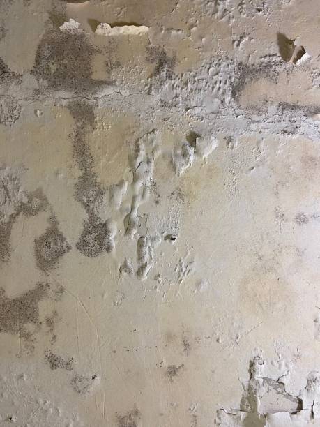 Best Water Damage Restoration  in Pascoag, RI