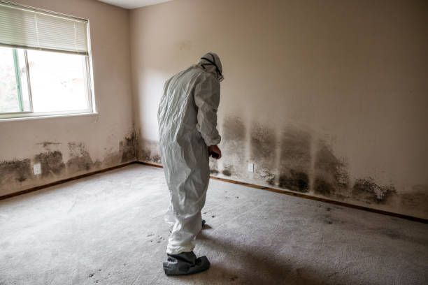 Best Mold Cleaning Services  in Pascoag, RI