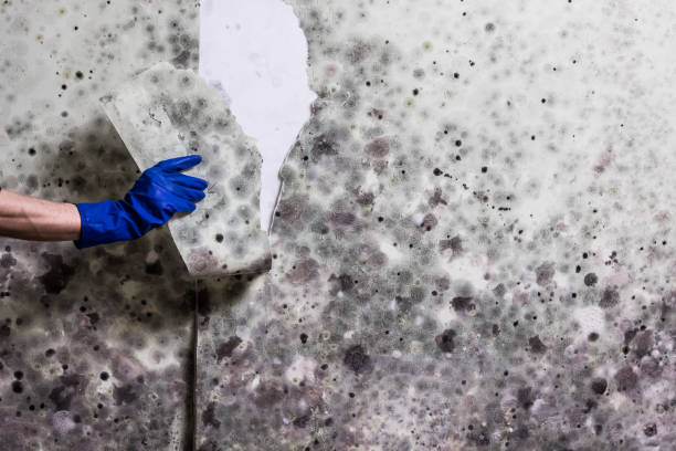 Best Home Mold Removal  in Pascoag, RI